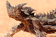 Thorny Devil (Moloch horridus)